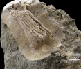 Carnallicrinus carnalli