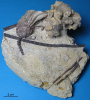 Carnallicrinus carnalli (Beyrich 1856)