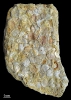 Coenothyris vulgaris (Schlotheim, 1820)