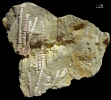 Encrinidae-Stiele