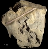 Encrinoidea (Stiel)