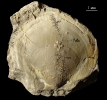 Entolium discites