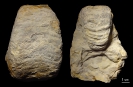 Germanonautilus dolomiticus