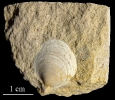Leptochondria alberti