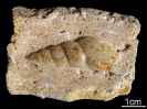 Loxonema sp. 