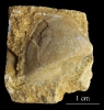 Neoschizodus laevigatus