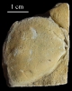 Neoschizodus ovatus