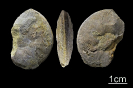Noetlingites strombecki (Griepenkerl 1860)