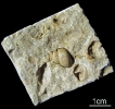 Omphaloptycha sp.
