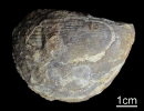 Plagiostoma lineatum (v.Schlotheim)