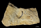 Rippe (Sauropterygia?)