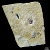 Sauropterygia-Wirbel und Zahn von Palaeobates sp.