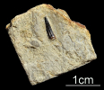 Sauropterygia-Zahn