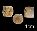 Sauropterygier Wirbel