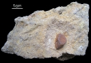 Sauropterygier Wirbel 