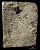 Seeigelstachel in einem Echinodermenschill