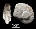 Serpianites antecedens (BEYRICH 1858)