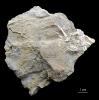 Serpianotiaris sp.