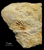 Umbrostrea cristadifformis 