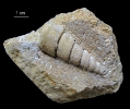 Undularia scalata
