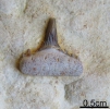 Zahn von Hybodus sp.