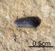 Zahn von Palaeobates sp.