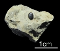 Zahn von Palaeobates sp.