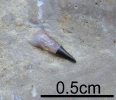 Zahn von Saurichthys sp.