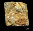 Zahn von Saurichthys sp.
