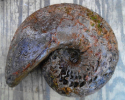 Ceratites dorsoplanus / semipartitus (Übergangsform)