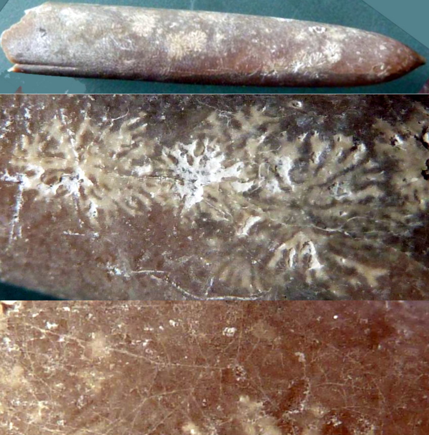 312 Dendrina dendrina MORRIS 1851 Foto Verbesserungsvorschlag