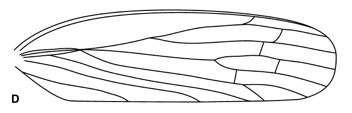 Jiania crebra