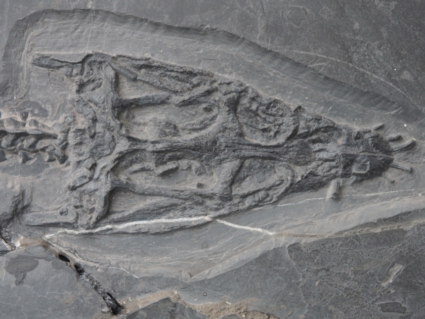 Ch2888b_Lariosaurus_xingyiensis_Mittl_Trias_Shibalianshan_Yunnan_CN_copy.jpg