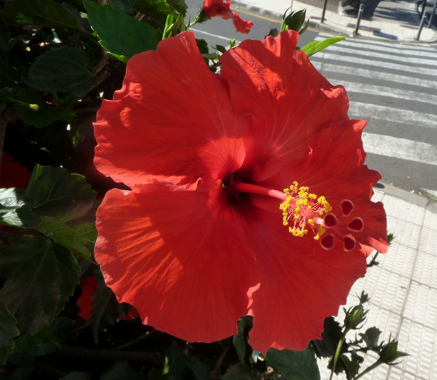 023 Hibiskus