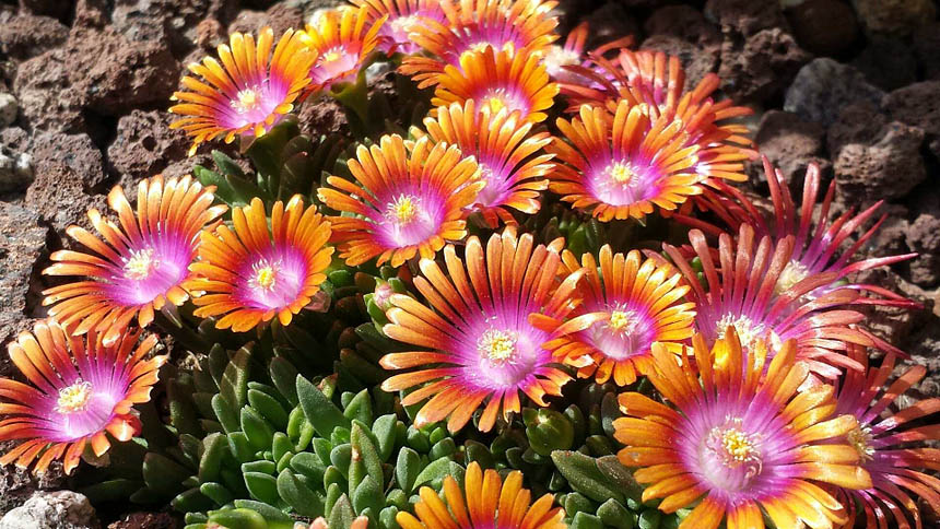 Bild80 Delosperma Fire Spinner