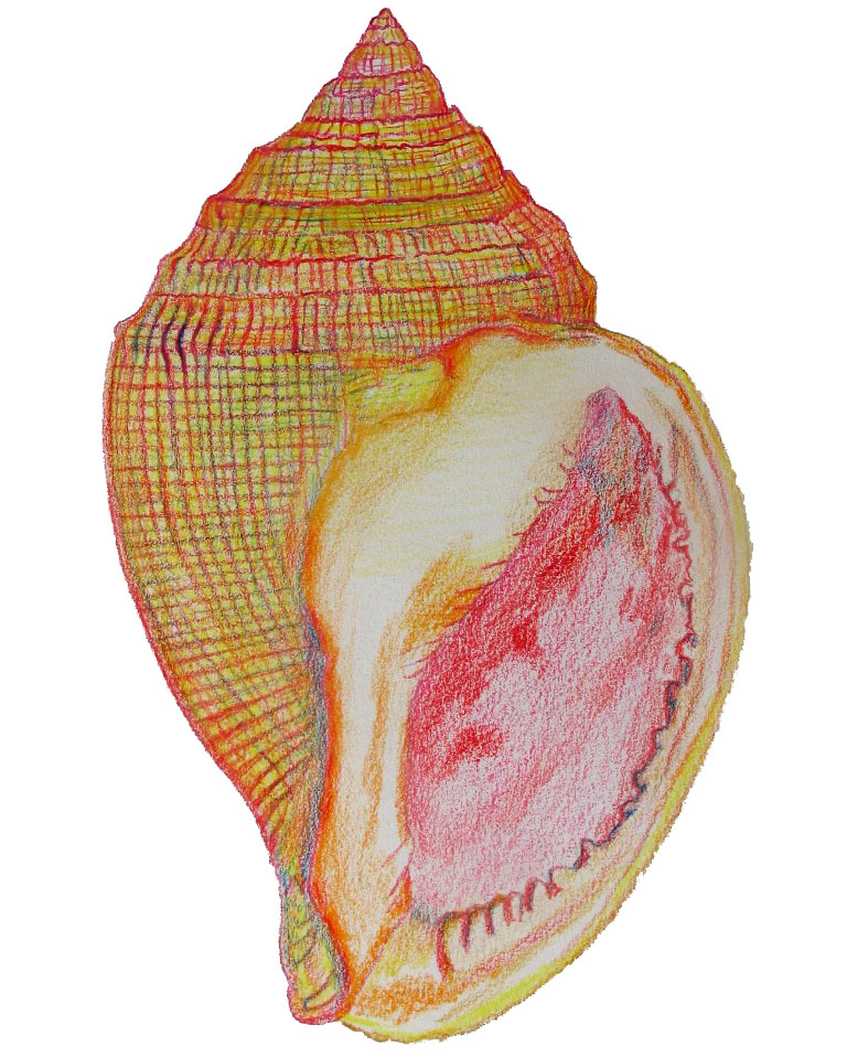 Helmschnecke Sconsia