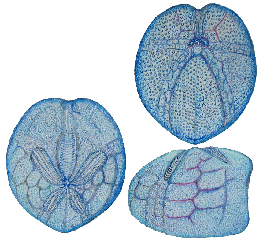 Seeigel Schizaster