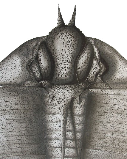 Trilobit