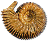 Paracoro