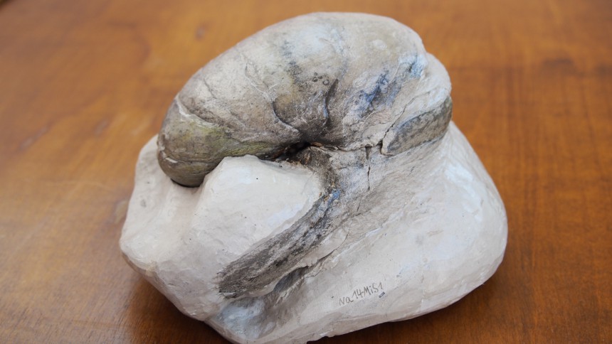 Nautilusstufe seite