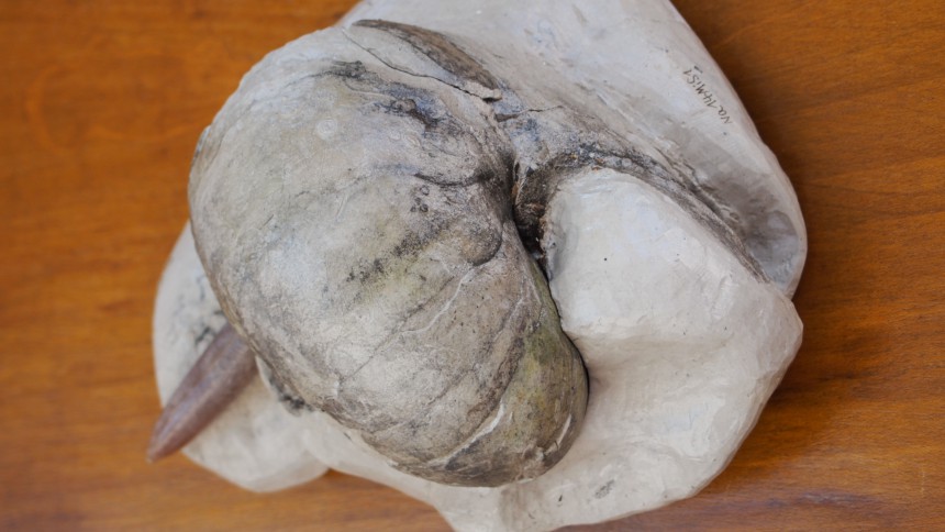 Nautilustufe oben