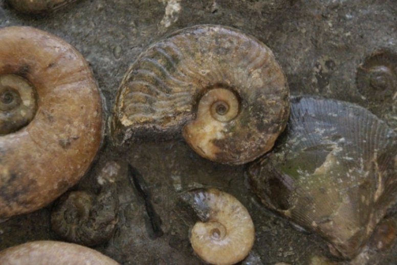 Harpoceras sp