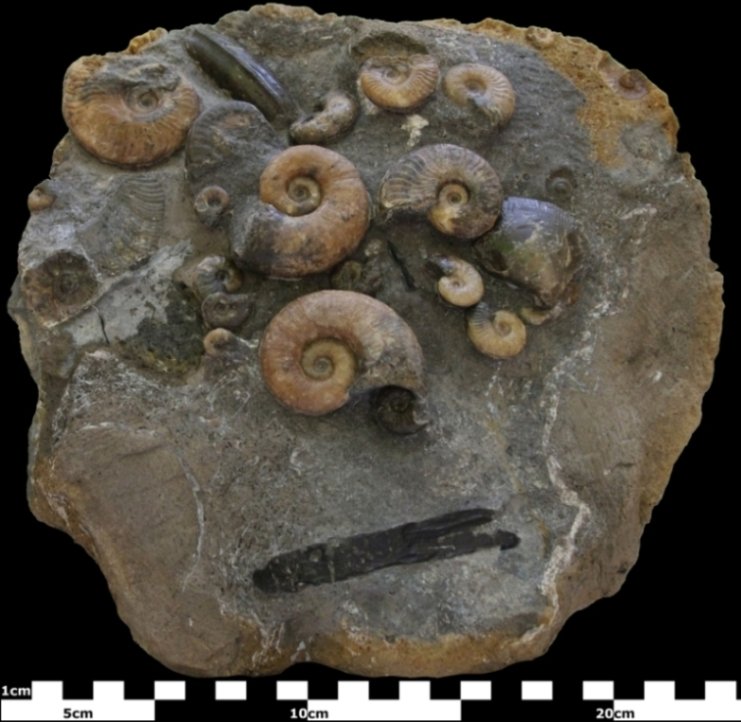 Lytoceras ceratophagum 1