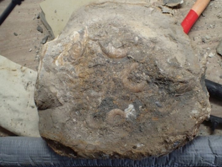 Lytoceras ceratophagum 2