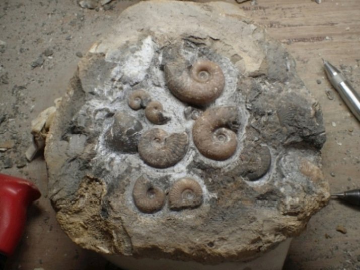 Lytoceras ceratophagum 3