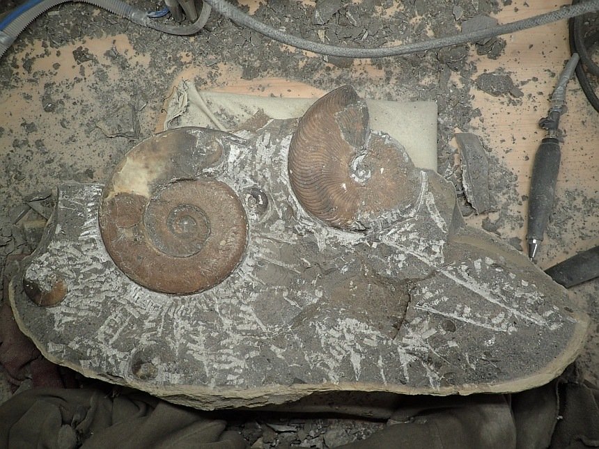 Harpoceras serpentinum Gleviceras elegans 4