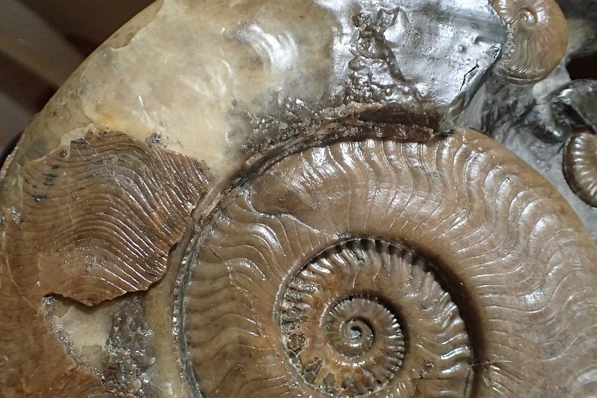 Harpoceras serpentinum Gleviceras elegans 6