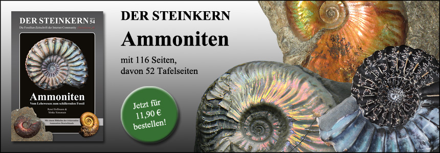 Faszination Ammoniten
